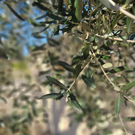 La Cipolla D'oro *