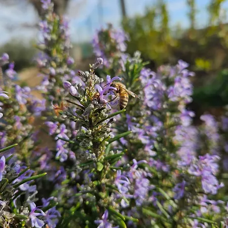 Casa di campagna La Cipolla D'oro